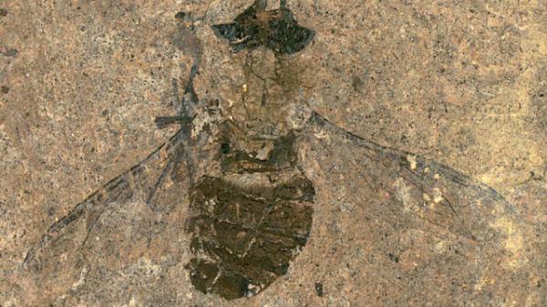 کشف فسیل 47 میلیون ساله یک مگس