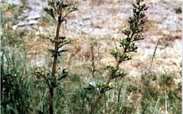 کمک به بهبود زخم معده و دردهای شکمی با گیاه تشنه داری