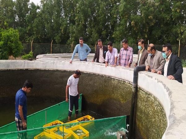 خبرنگاران برداشت ماهی از استخرهای ذخیره آب کشاورزی گتوند شروع شد