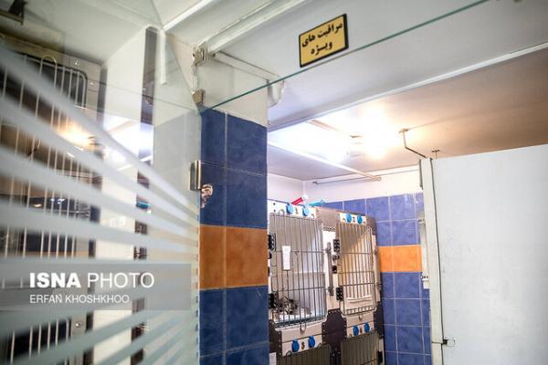 دامداران قمی توصیه های دامپزشکی در مورد تب برفکی را جدی بگیرند