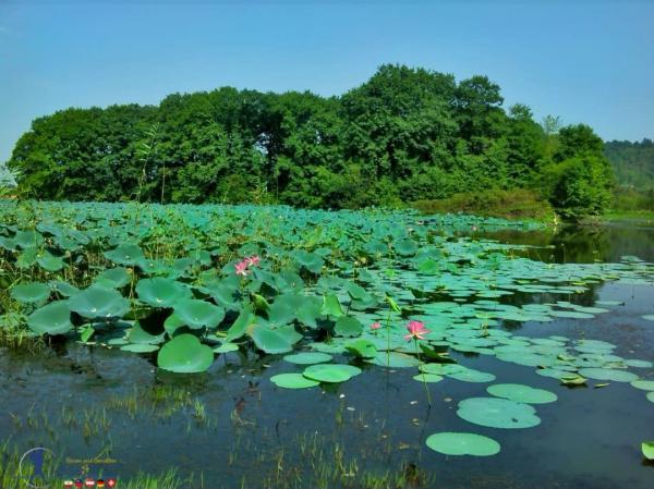 چرا تالاب ها اهمیت دارند؟