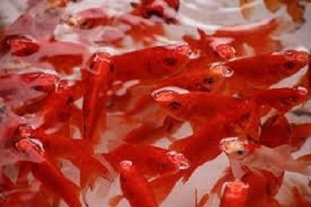 چرا نباید ماهی قرمز را در محیط های طبیعی رها کنیم؟ چرا نباید ماهی قرمز را در محیط های طبیعی رها کنیم؟