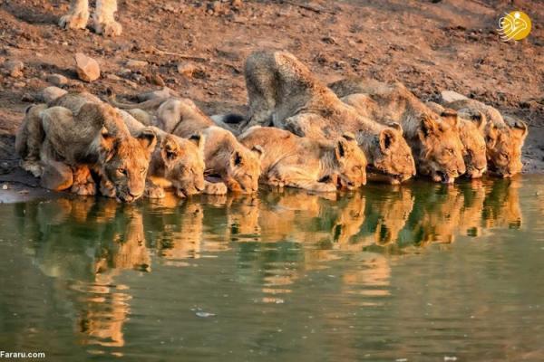 (ویدئو) ساخت حوضچه مصنوعی آب برای نجات شیرهای تشنه