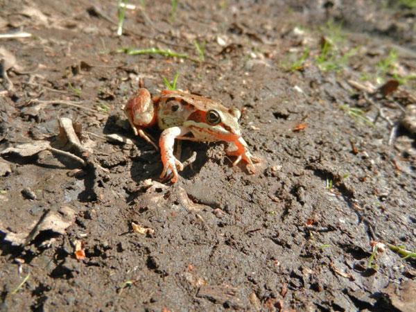 روش های دفاعی عجیب حیوانات در مواجهه با شکارچیان