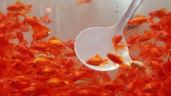 دست زدن به ماهی های نوروزی ممنوع