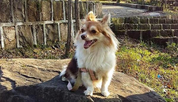 29 متن در مورد حیوانات پی پناه و مهربانی با حیوان