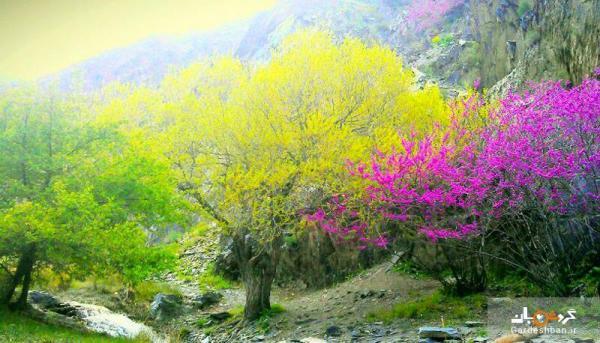 دره ارغوان، طبیعت سرسبز و زیبای مشهد عکس دره ارغوان، طبیعت سرسبز و زیبای مشهد