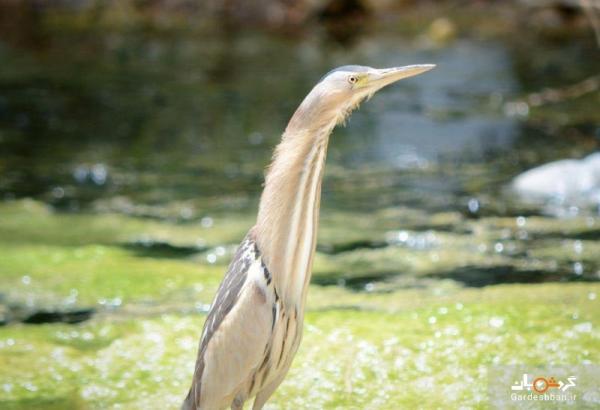 گلوبردکان؛ جنگلی زیبا در جنوب ایران، عکس