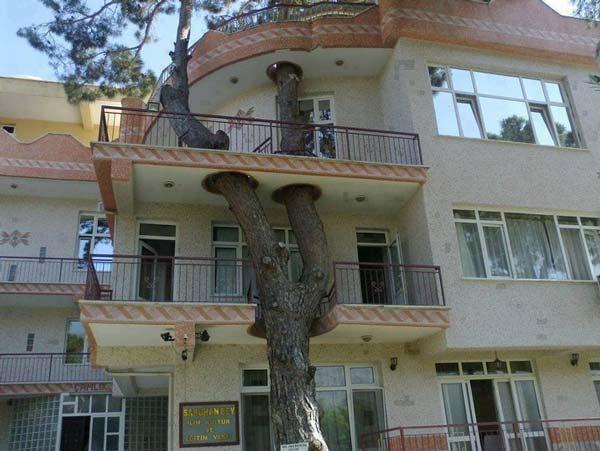 نمونه های خارق العاده از احترام انسان به طبیعت (عکس)