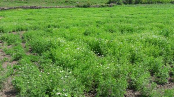 کشت سیاه دانه برای نخستین بار در بهشهر