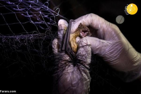 (تصاویر) دانشمندان شکارچی خفاش