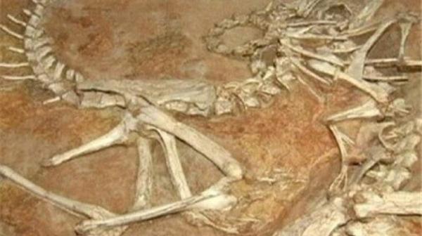 فسیل های 7 میلیون ساله، در انتظار 7 میلیارد اعتبار فسیل های 7 میلیون ساله، در انتظار 7 میلیارد اعتبار