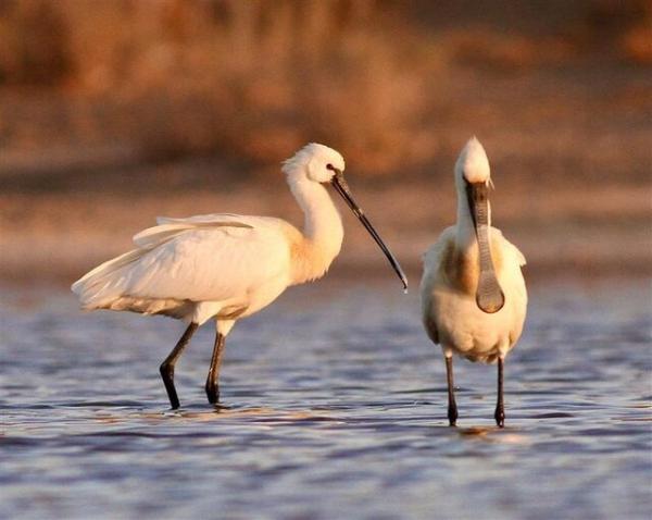 جوجه هایی که گلویشان از پلاستیک پر شده