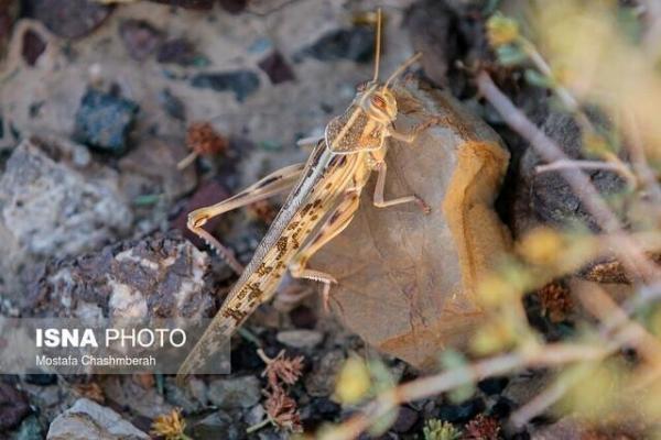 مشاهده زودهنگام ملخ مراکشی در گیلان، سم پاشی 4000 هکتار