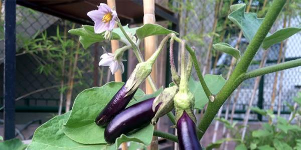 فوت و فن کاشت بادمجان در گلدان را یاد بگیرید!