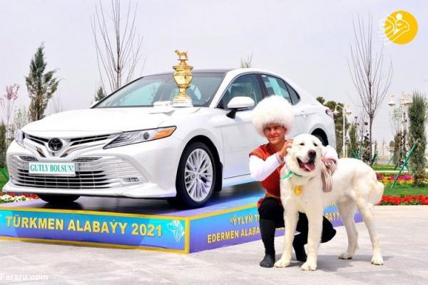 (تصاویر) جشن ملی در ترکمنستان به احترام نژاد سگ آلابای