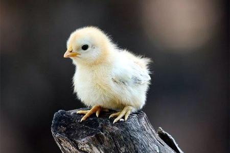 تولید جوجه یک روزه در اردیبهشت کم شد