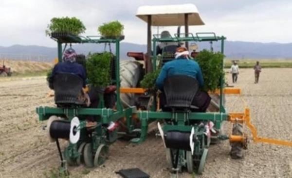 دستگاه نشاء کار ایرانی ساخته شد