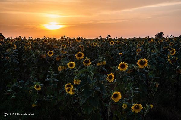 مزرعه گل های آفتابگردان در بوشهر، تصاویر