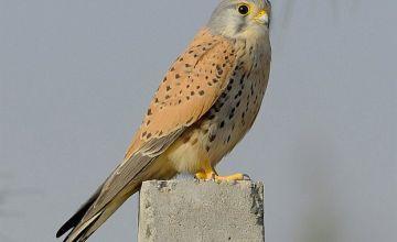 نجات یک بهله دلیجه توسط دوست دار حیات وحش در دلفان