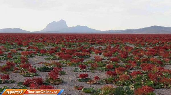 بزرگترین دشت ریواس کشور، فیلم