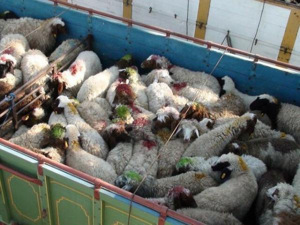 چند راهکار برای کاهش قیمت گوشت چند راه حل برای کاهش قیمت گوشت