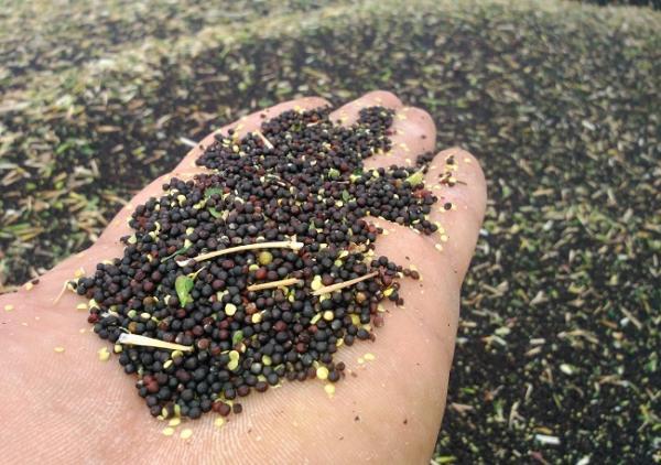 کلزاکاران گلستانی هنوز وجهی دریافت نکرده اند