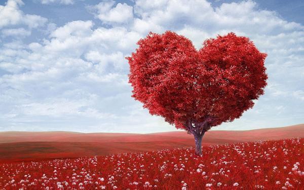 مجموعه ای زیبا و جدید از عکس گل عشق مجموعه ای زیبا و جدید از عکس گل عشق