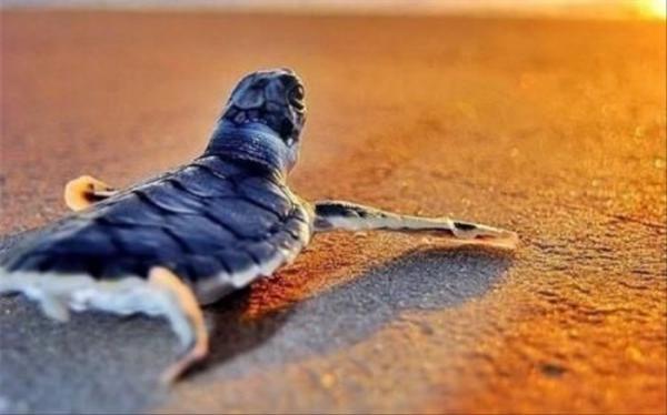 نورهای مصنوعی سواحل جوجه لاک پشت ها را گمراه می کند