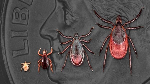 از جوش های پوستی تا زوال عقل می تواند علامت گزیدگی این کنه باشد