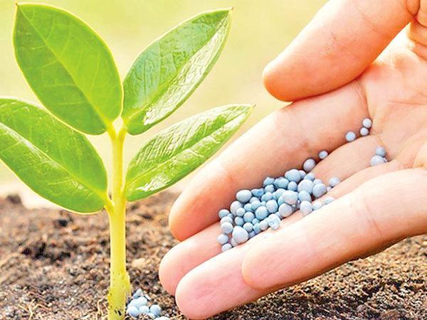 کود نانویی اوره جایگزین کود های شیمایی گران قیمت می شود
