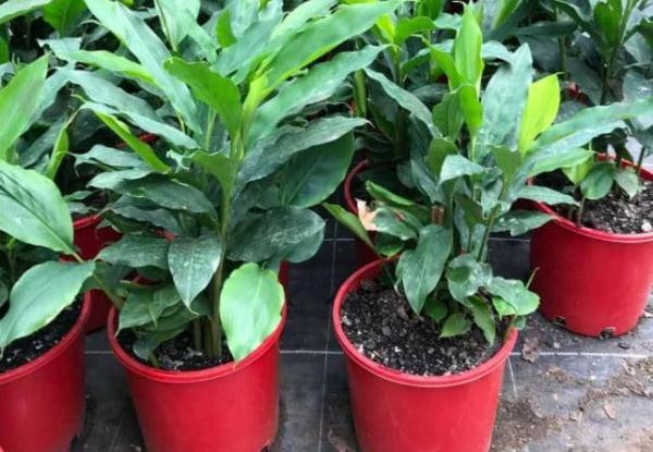 آموزش کاشت هل در گلدان و محیط خانه، با باردهی عالی