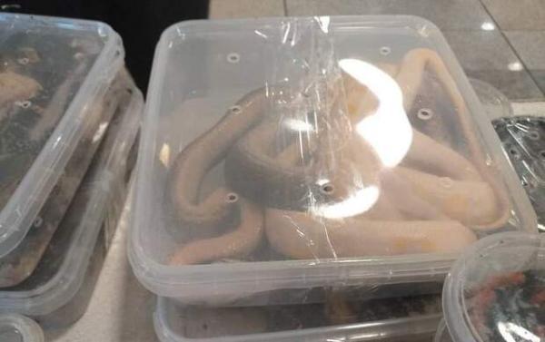 کشف 200 مار و عقرب از بار یک مسافر در فرودگاه امام