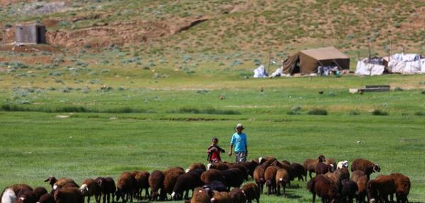 آغاز خرید تضمینی دام عشایر از امروز در سراسر کشور