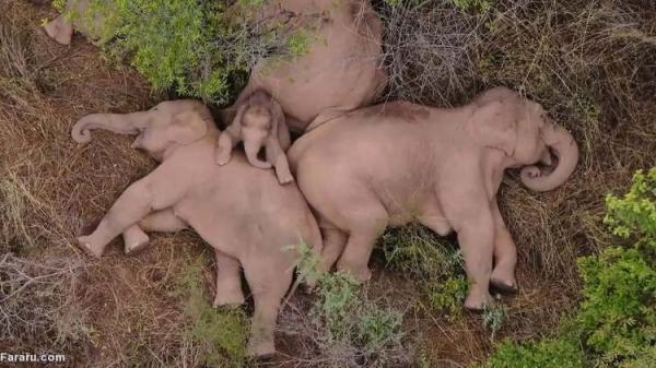 (ویدئو) فیل های سرگردان چین خسارت زده و چرت می زنند