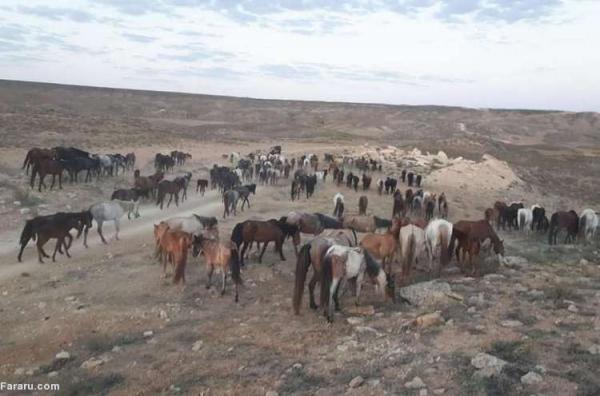 (عکس) مرگ اسب های قزاق بر اثر خشکسالی