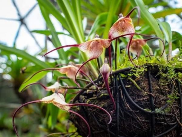 گل خون آشام را بشناسید