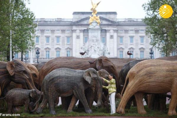 (تصاویر) یک گله فیل مقابل کاخ ملکه انگلیس