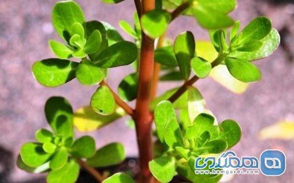 خرفه؛ از قطع خون ریزی تا رفع عطش