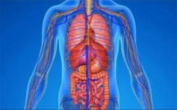 10 حقیقت جالب درباره بدن 10 حقیقت جالب درباره بدن