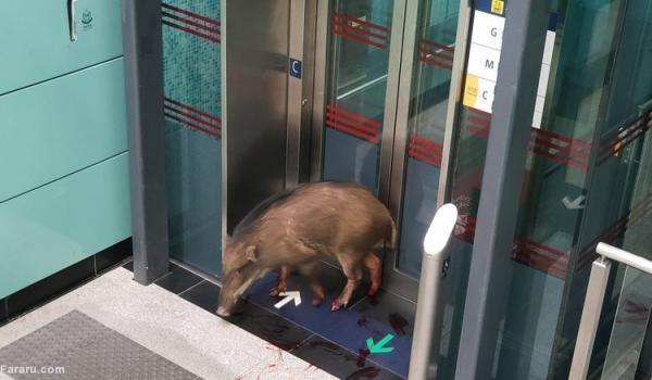 (ویدئو) بچه گراز سرگردان در مترو!