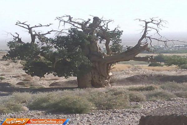 همت اهالی روستای استند برای نجات سرو کهنسال شهرستان زیرکوه همت اهالی روستای استند برای نجات سرو کهنسال شهرستان زیرکوه