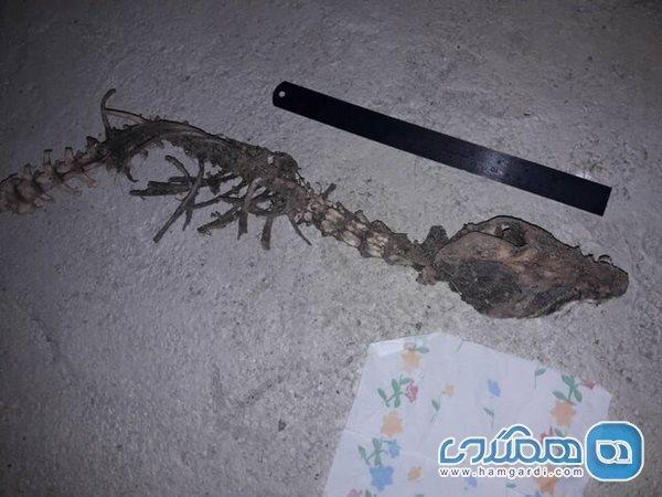 آیا کشف اسکلت اژدها در مازندران صحت دارد؟