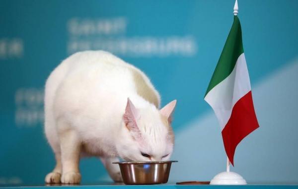 یورو 2020، پیش بینی برنده ملاقات افتتاحیه به وسیله گربه پیشگو