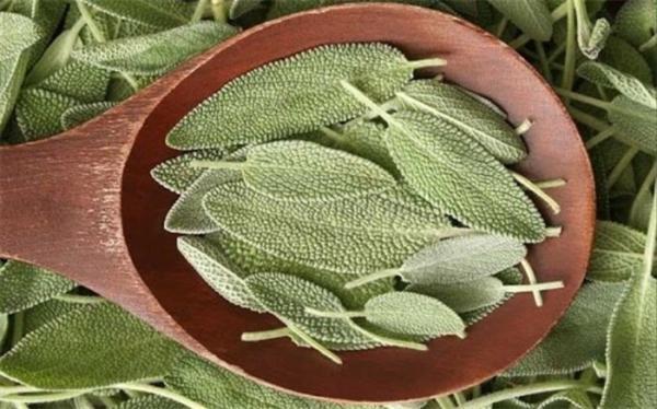 تاثیر عصاره مریم گلی خاردار بر افسردگی