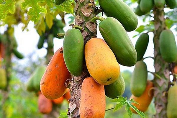 کدام میوه های استوایی را می توان در ایران کاشت؟