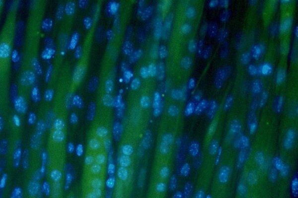 استفاده از چمن و علف برای خوشمزه کردن گوشت آزمایشگاهی!