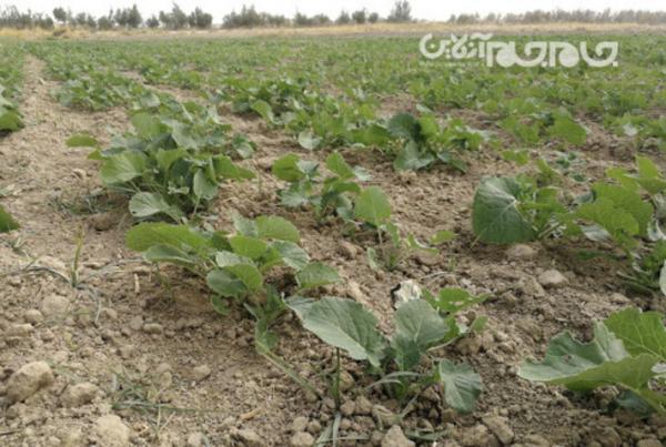 شروع کشت دانه های روغنی و ذرت علوفه ای در مغان