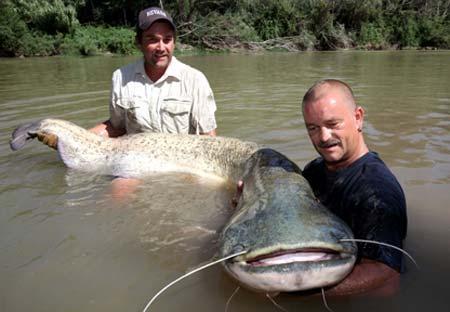 غول پیکرترین گربه ماهی های زمین