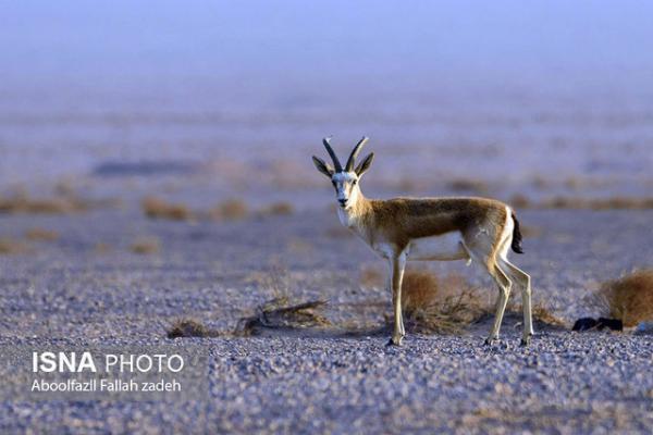 حیات وحش خراسان جنوبی نا ندارد